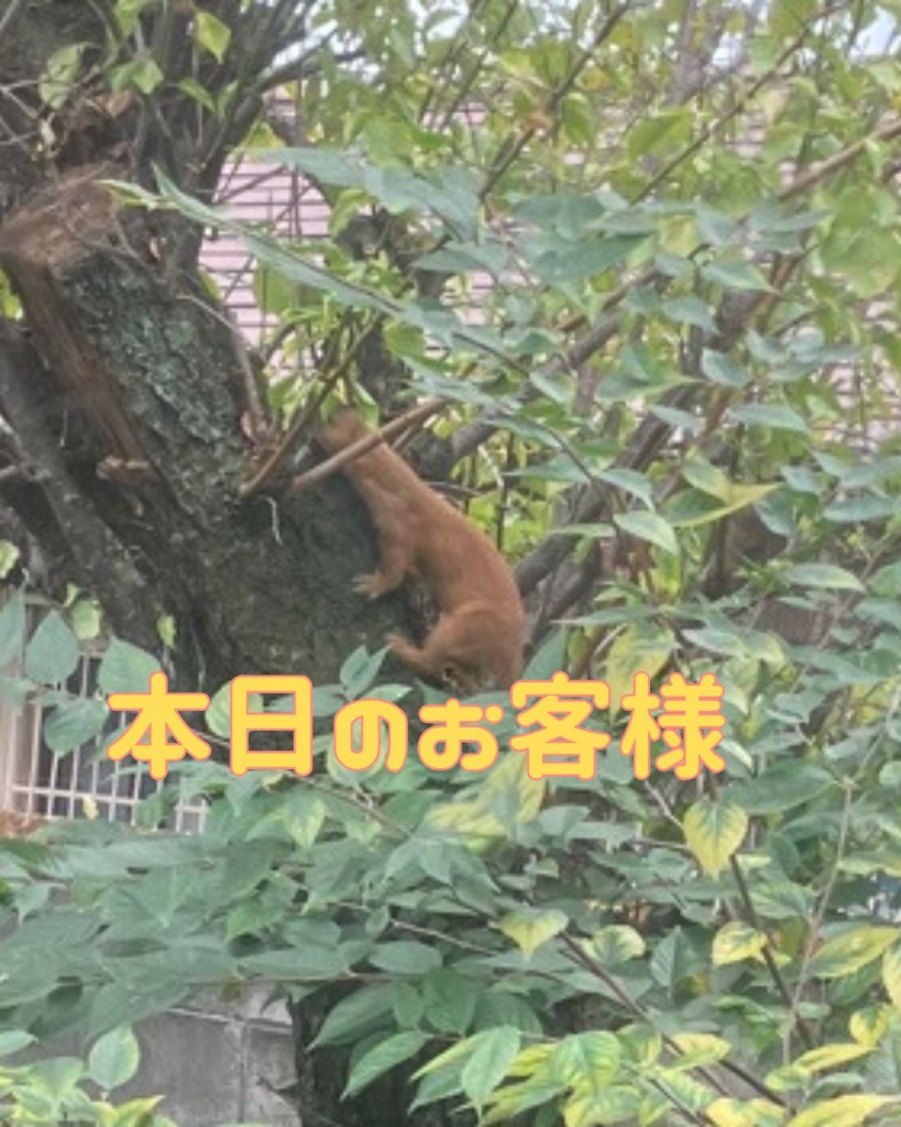 本日のお客様、イタチ君!1